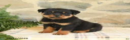 Rottweiler dogs for sale: Blake - Ad 1