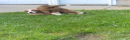Mixed Breed dogs for sale: Marley - Ad 82