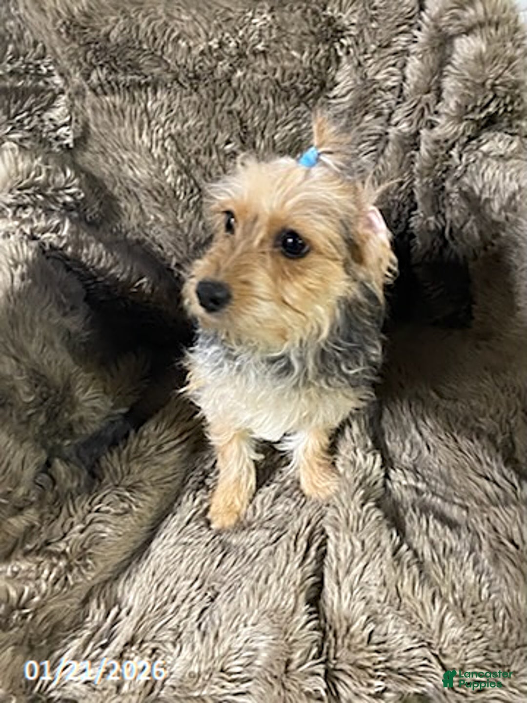 Yochon dogs for sale: Sean - Ad 11