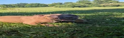 Cane Corso dogs for sale: Pluto  - Ad 15