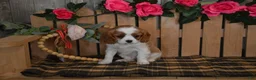 Cavalier King Charles Spaniel dogs for sale: Dakota - Ad 4