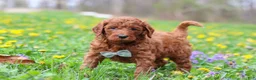 Goldendoodle dogs for sale: Benson F1b - Ad 5
