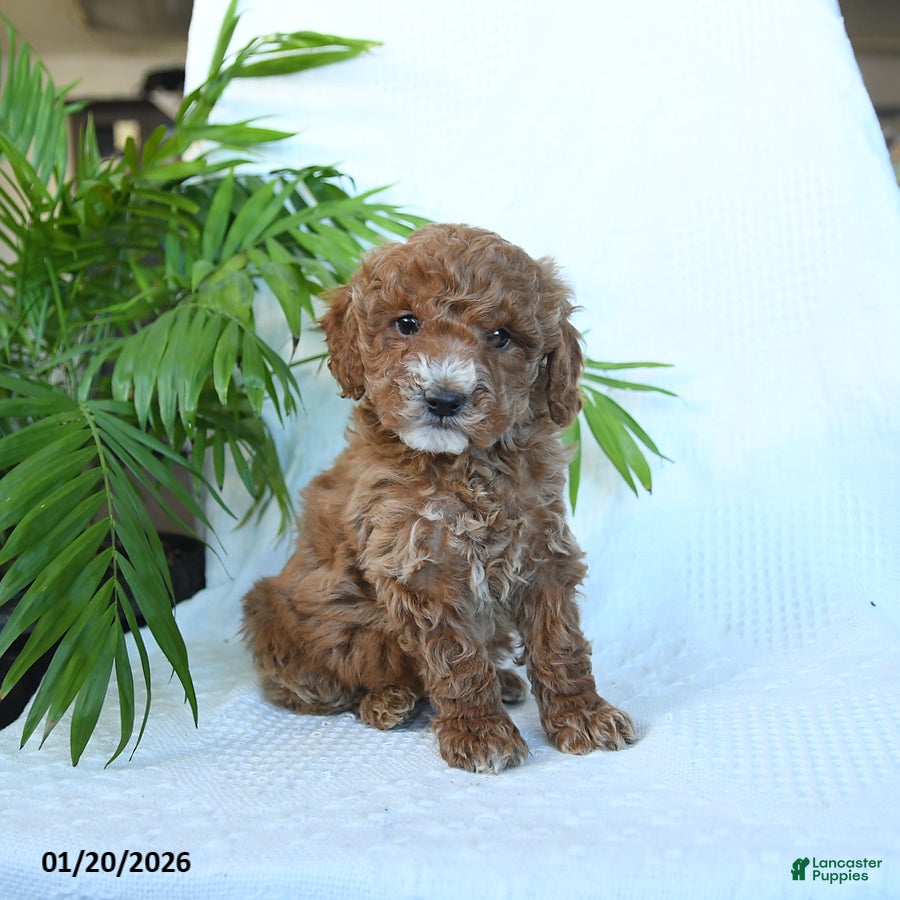 Miniature Poodle dogs Havana - Ad 29