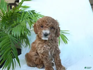 Miniature Poodle dogs Havana - Ad 29