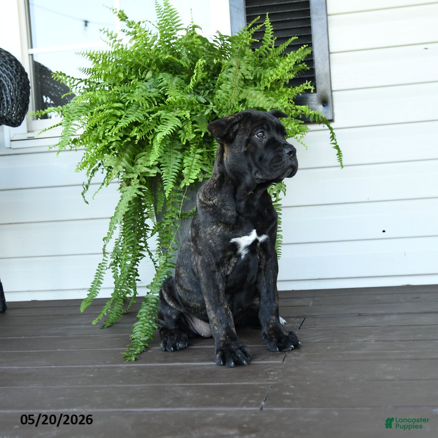 Cane Corso dogs Beauty - Ad 2