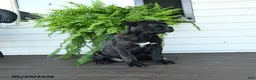 Cane Corso dogs for sale: Beauty - Ad 2