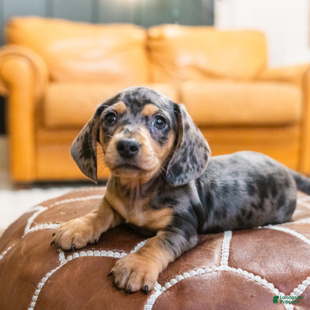 Miniature Dachshund dogs for sale: Mitzi - Ad 3
