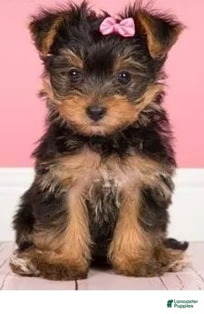 Yorkiepoo dogs Yorkiepoo 2 - Ad 39