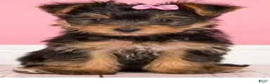 Yorkiepoo 2