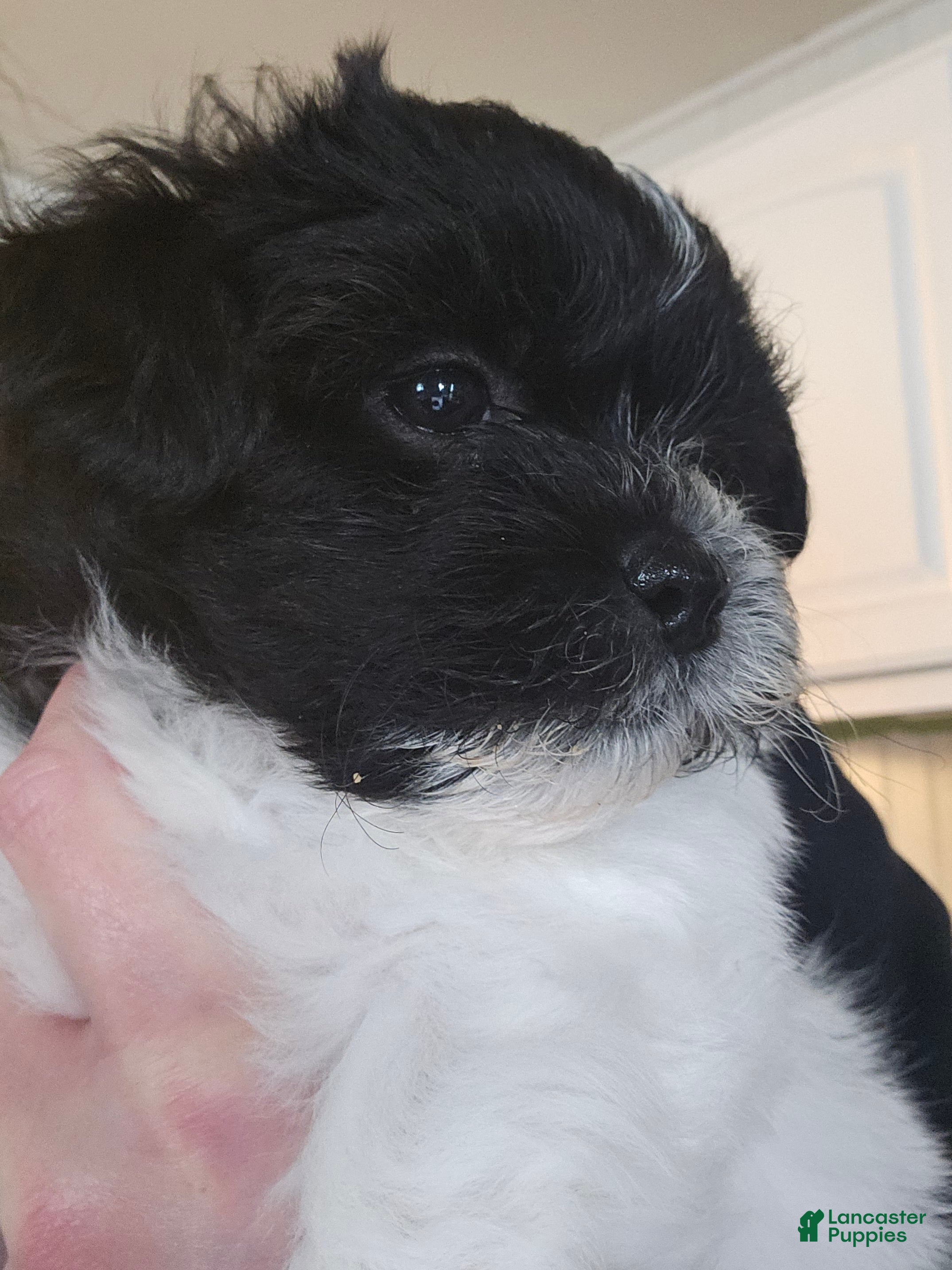 Teddy Bear dogs Allie - Ad 41