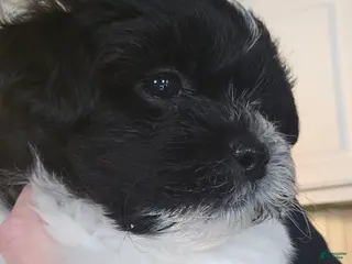 Teddy Bear dogs Allie - Ad 8