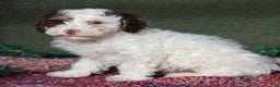 Miniature Poodle dogs for sale: Skipper - Ad 8