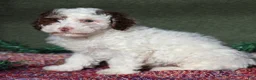 Miniature Poodle dogs for sale: Skipper - Ad 8