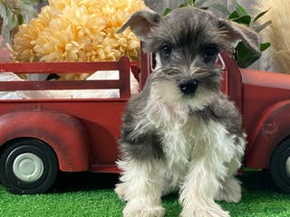 Miniature Schnauzer dogs Kirby - Ad 42