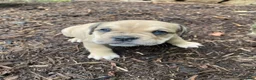 Mixed Breed dogs for sale: Annie - Ad 3