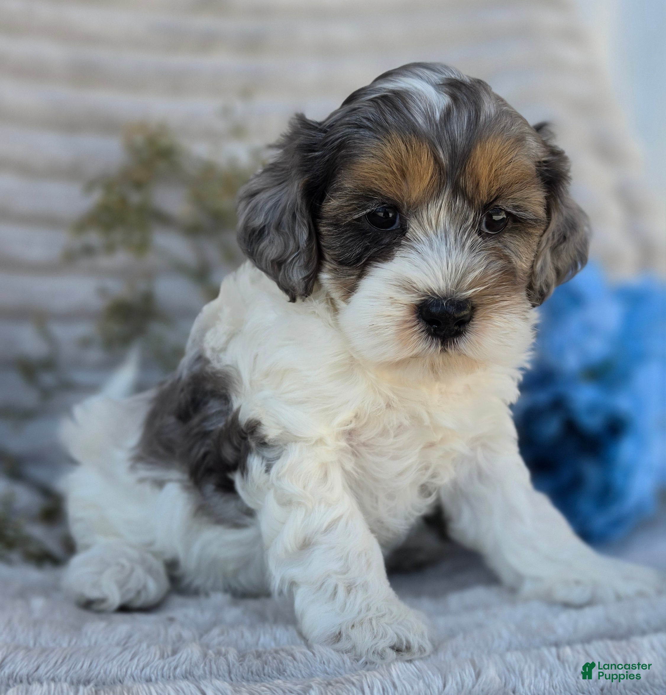 Shihpoo dogs Patches - Ad 1