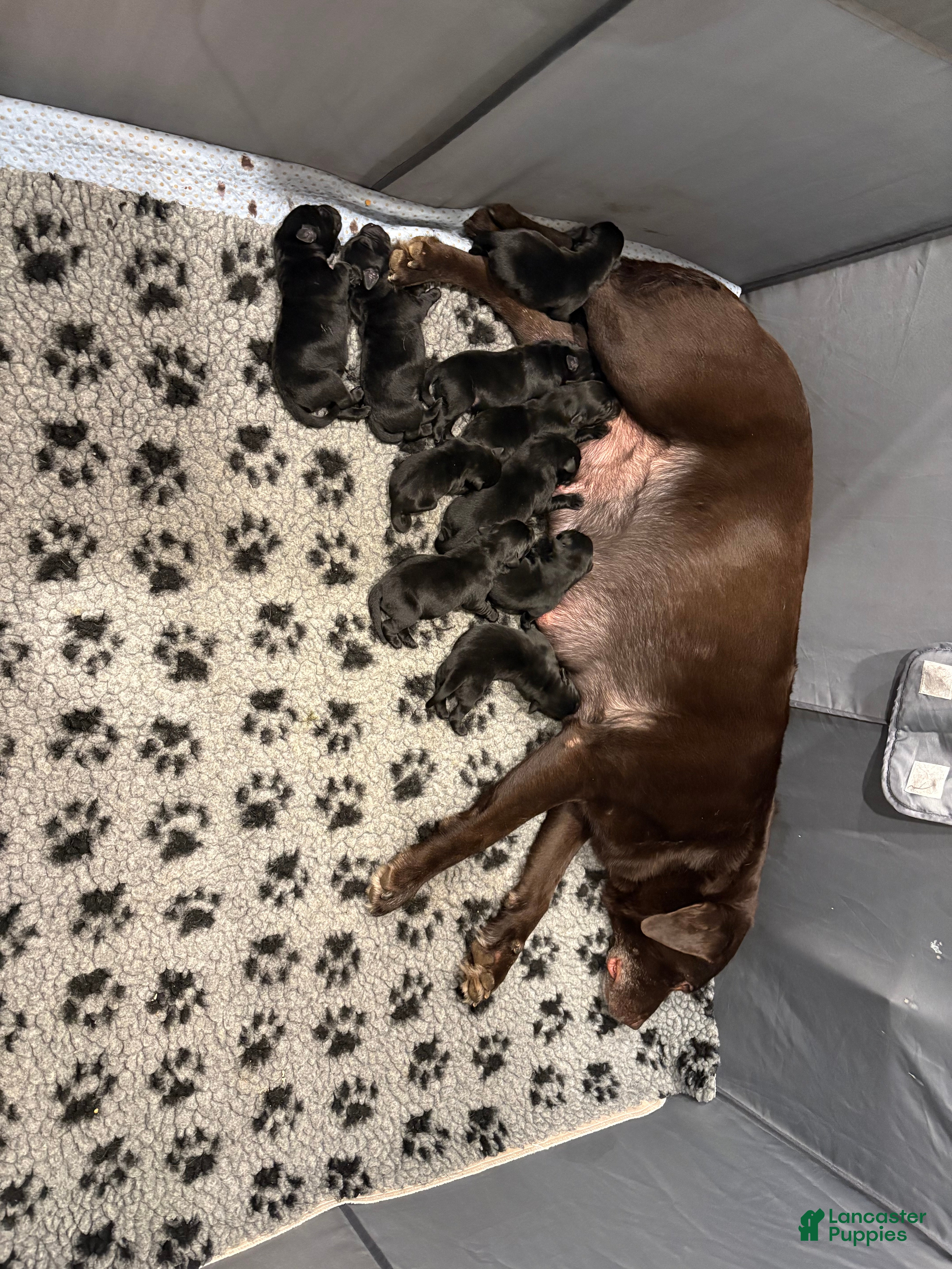 Labrador Retriever dogs Labrador Retriever Puppy 2 - Ad 9