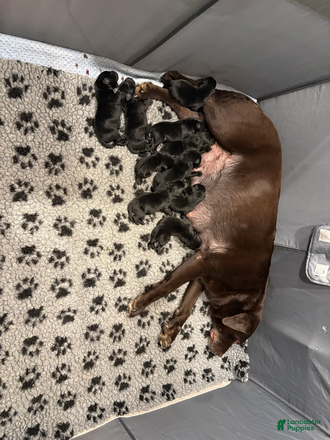 Labrador Retriever dogs for sale: Labrador Retriever Puppy 2 - Ad 1