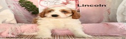 Cavapoo dogs for sale: Lincoln - Ad 1