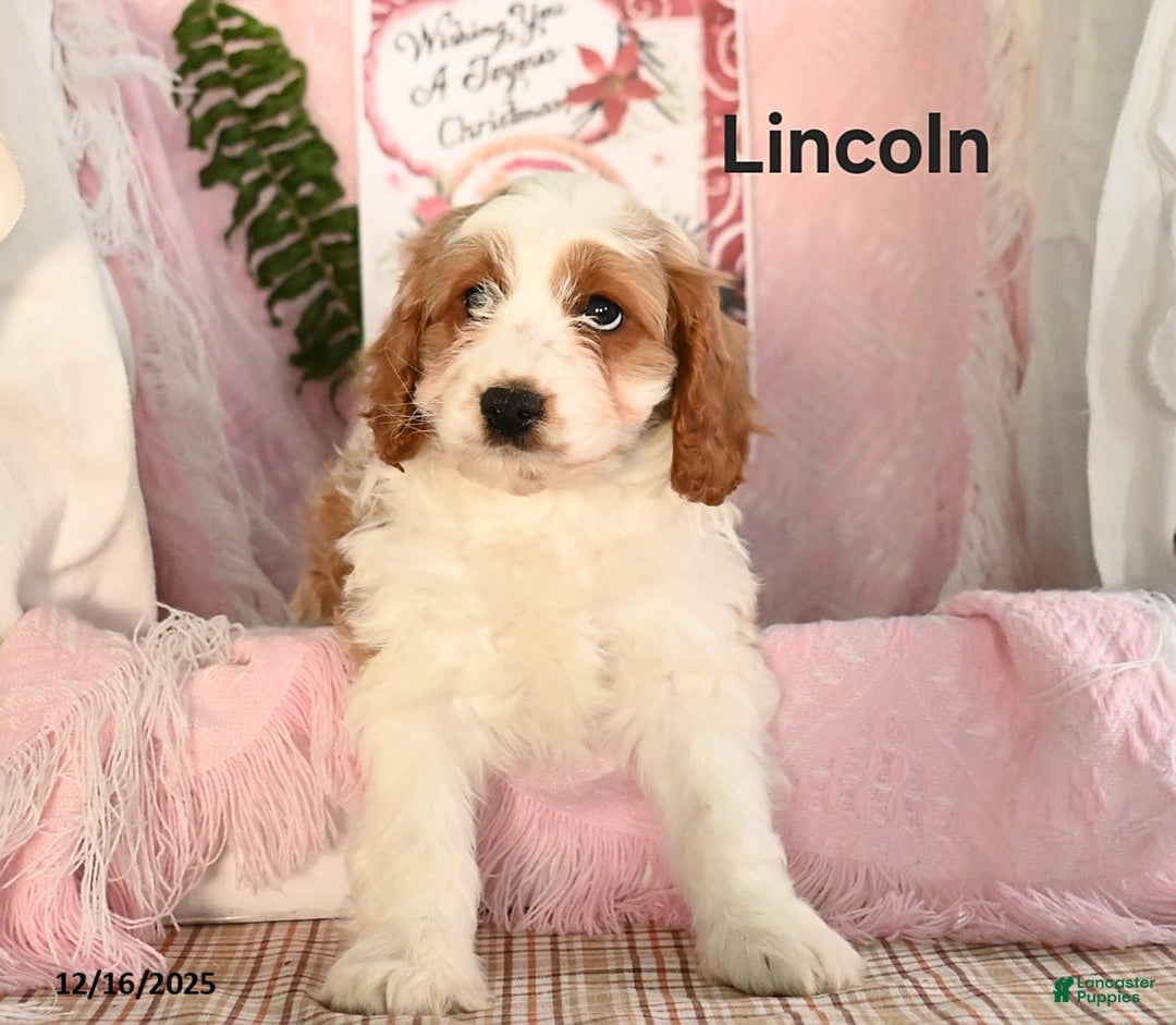 Cavapoo dogs for sale: Lincoln - Ad 1