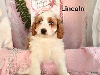 Cavapoo dogs Lincoln - Ad 13