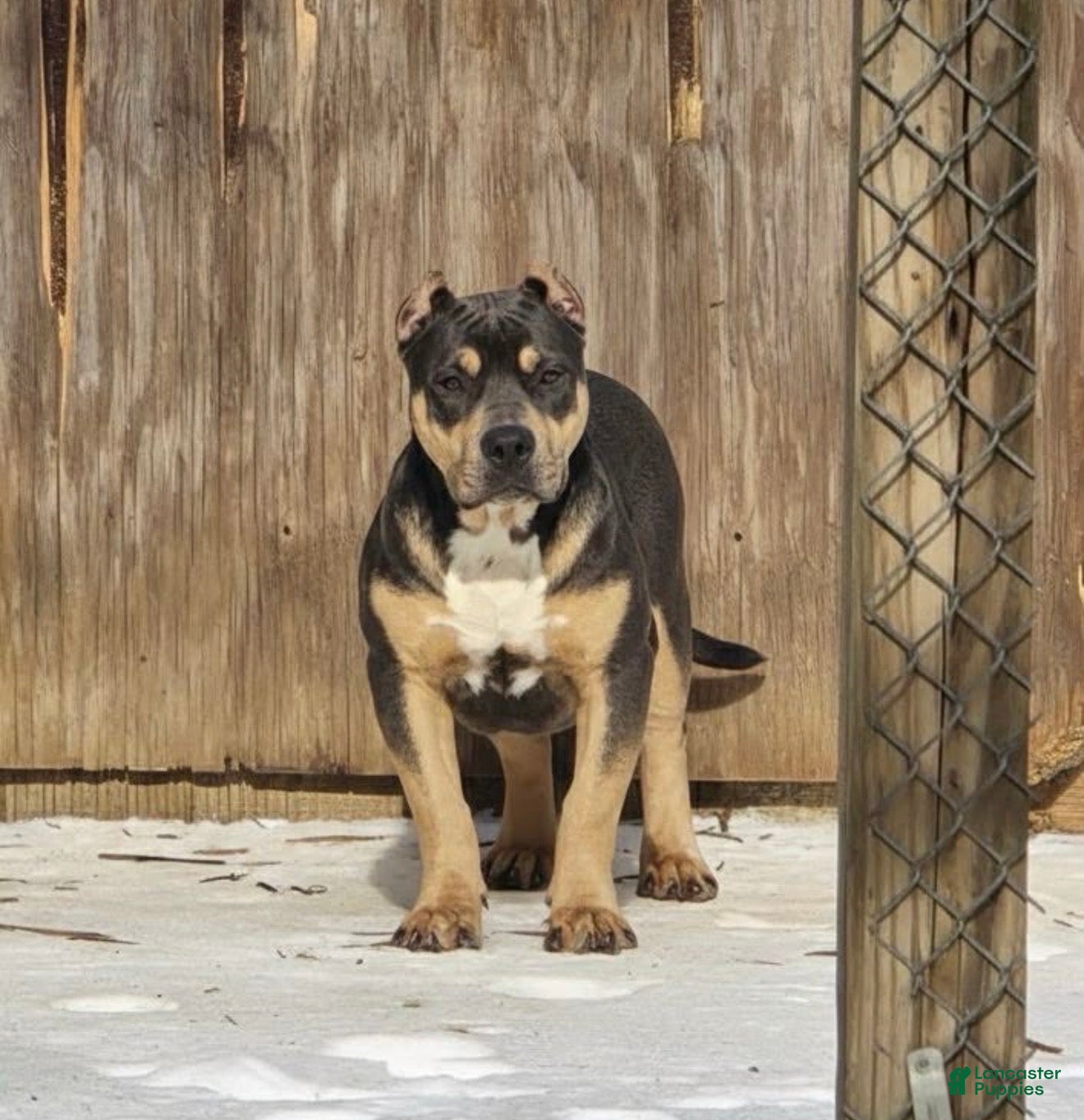 American Bully dogs Rico - Ad 42