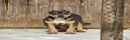 American Bully dogs for sale: Rico - Ad 1