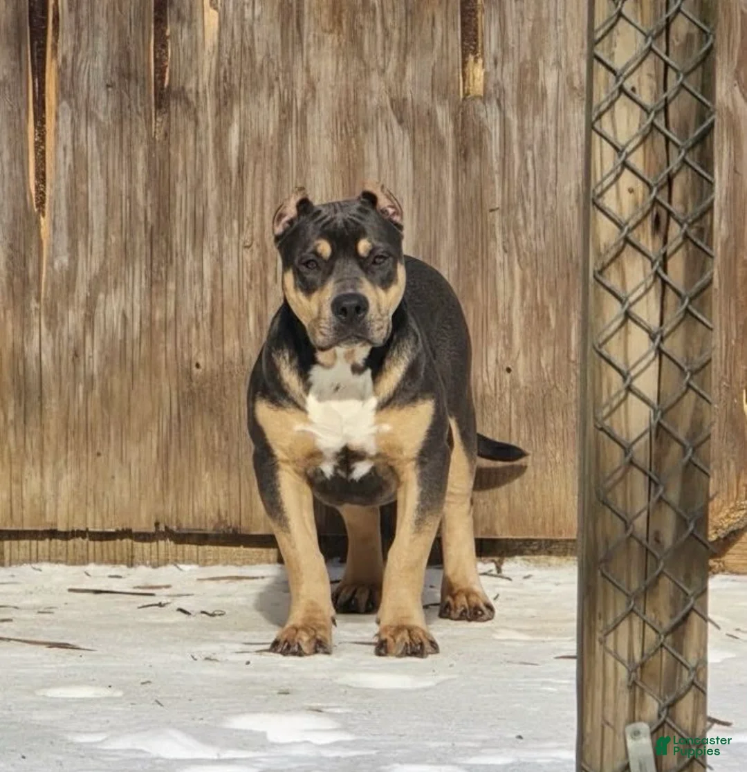 American Bully dogs for sale: Rico - Ad 1