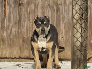 American Bully dogs Rico - Ad 42