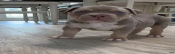 American Bully dogs for sale: American Bully Puppy 2 - Ad 7