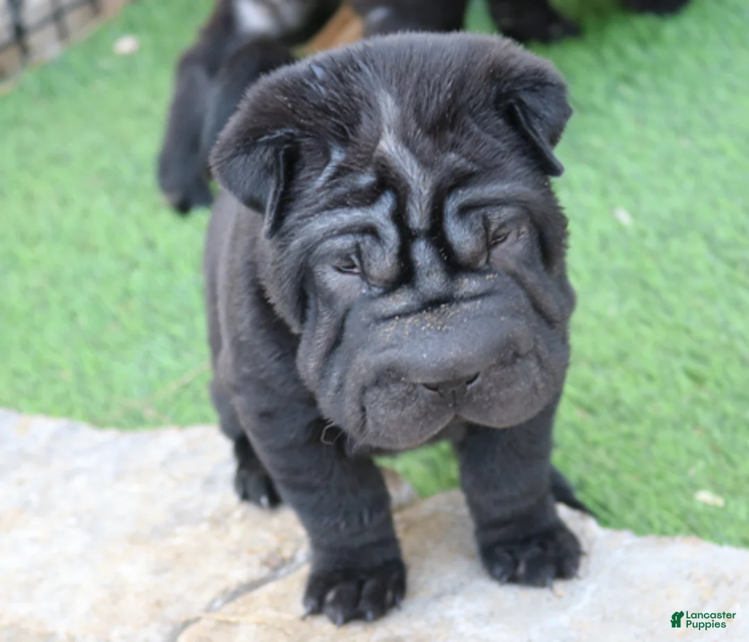Shar Pei dogs for sale: Valerie - Ad 3