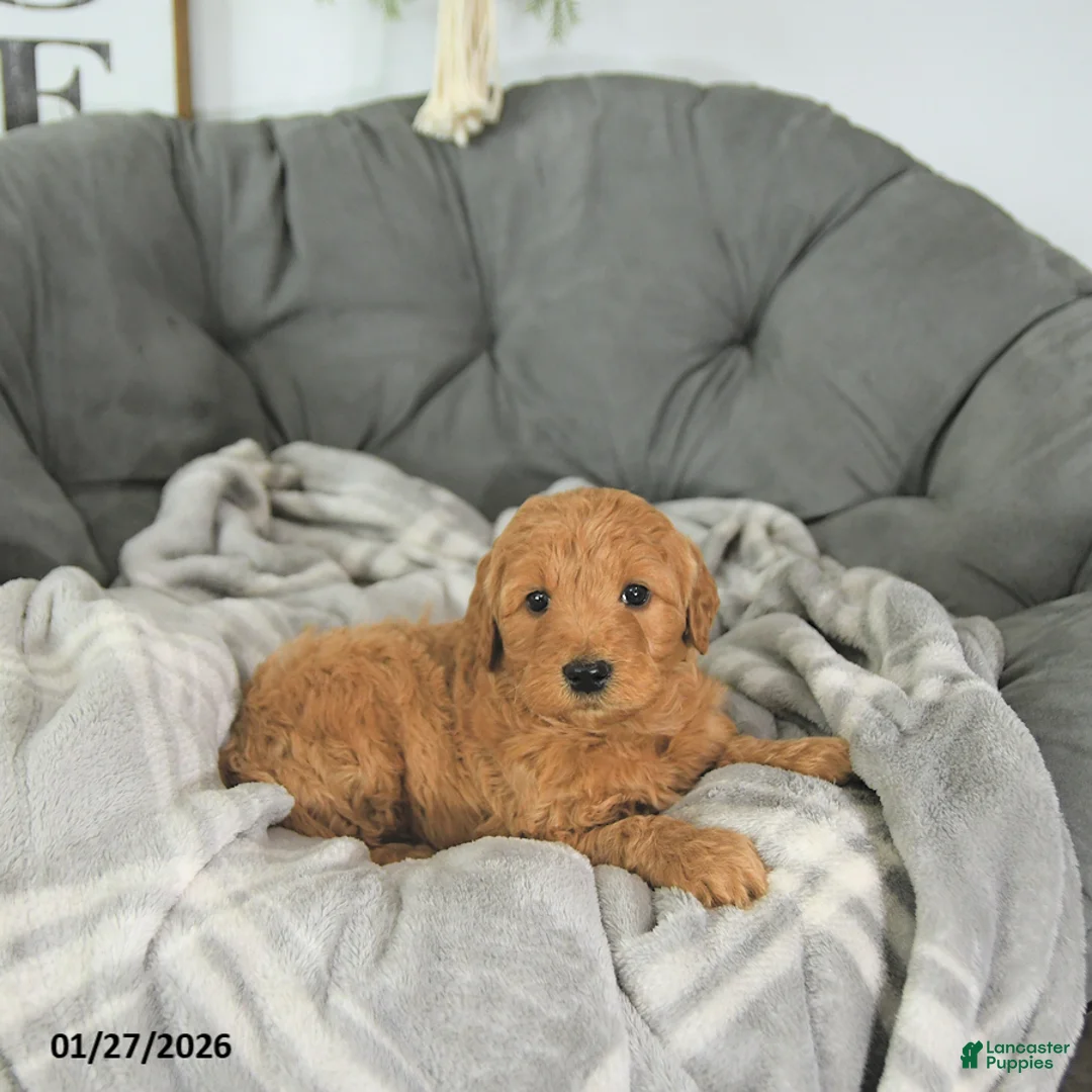 Mini Goldendoodle dogs for sale: Archer - Ad 5