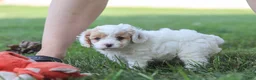 Cavapoo dogs for sale: Wesley - Ad 7