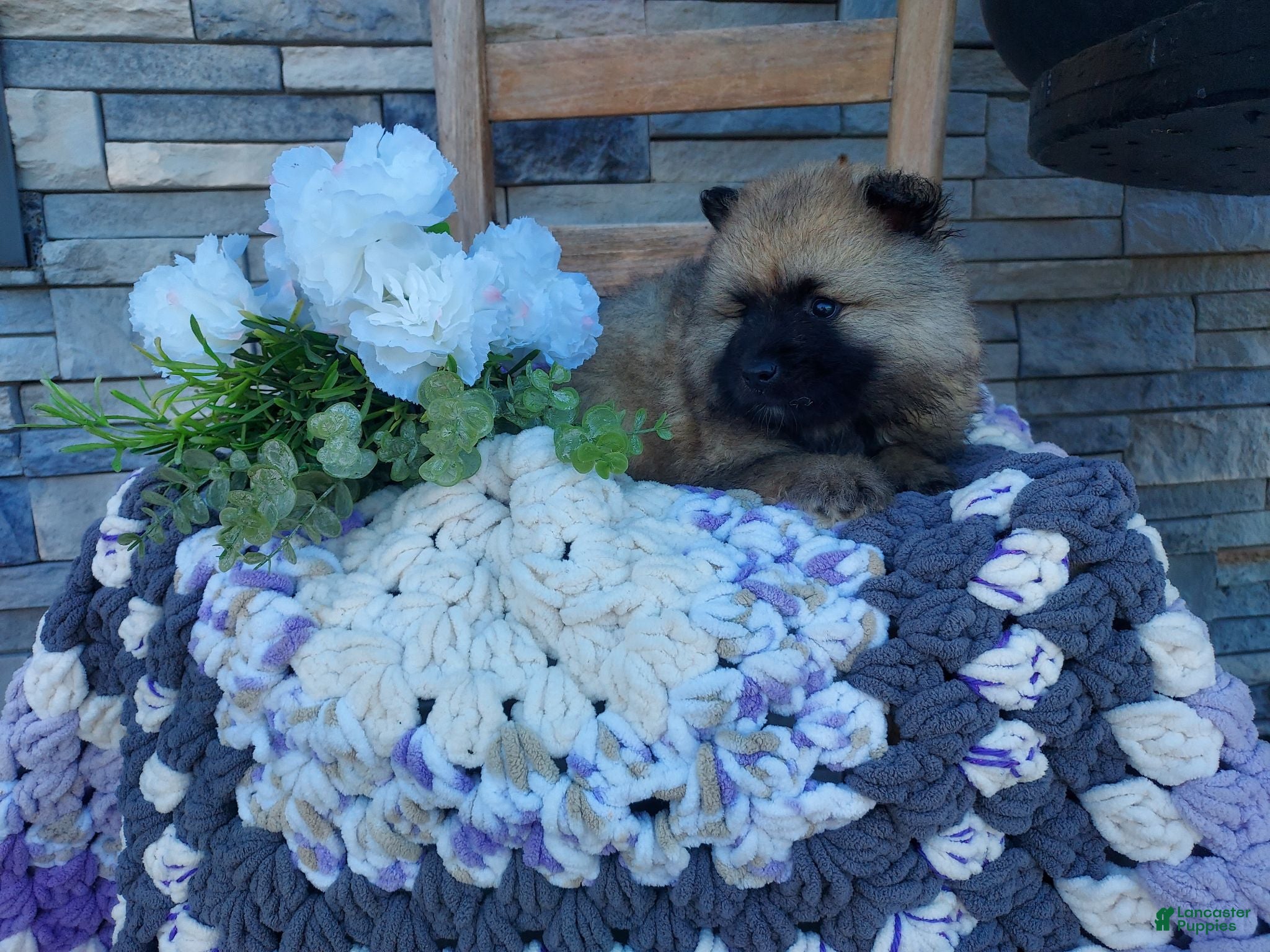 Keeshond dogs Susie - Ad 1