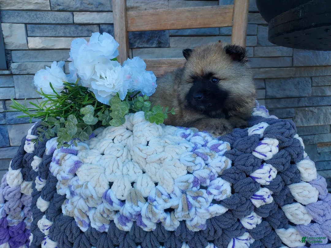 Keeshond dogs for sale: Susie - Ad 1