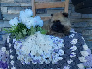 Keeshond dogs for sale: Susie - Ad 1