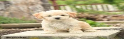 Bichpoo dogs for sale: Violet - Ad 3