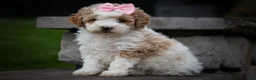 Cavachon dogs for sale: Hailey🌸 - Ad 12