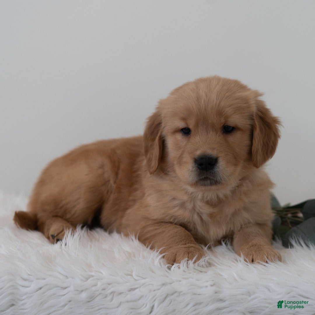 Golden Retriever dogs for sale: Samson  - Ad 4