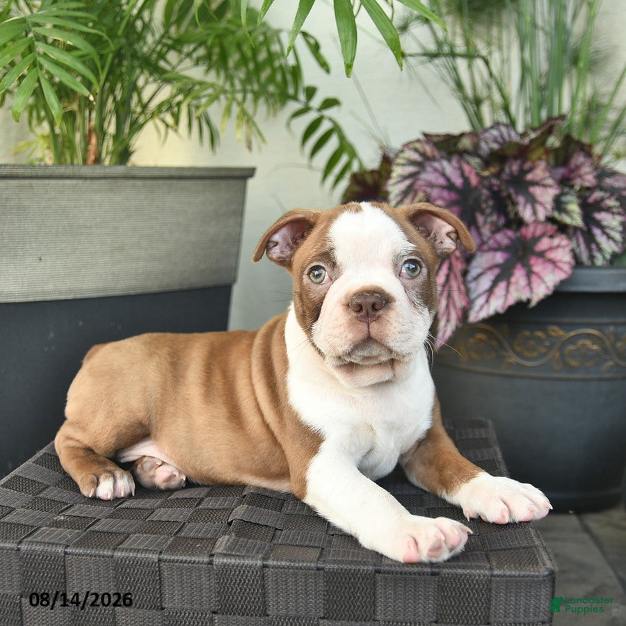 Boston Terrier dogs Rowan  - Ad 2