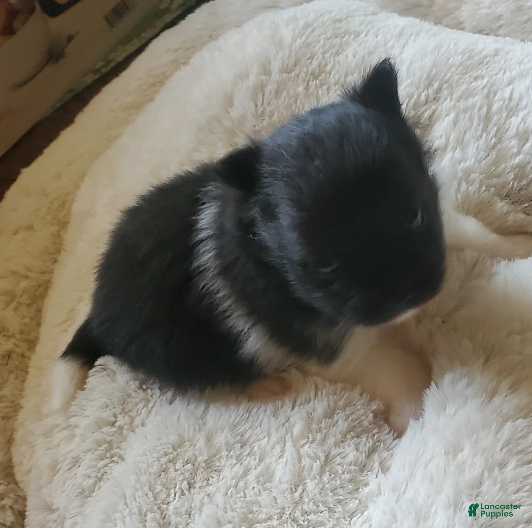 Pomeranian dogs for sale: Pomeranian Puppy 1 - Ad 2