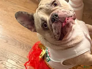 French Bulldog dogs French Bulldog Puppy 5 - Ad 40