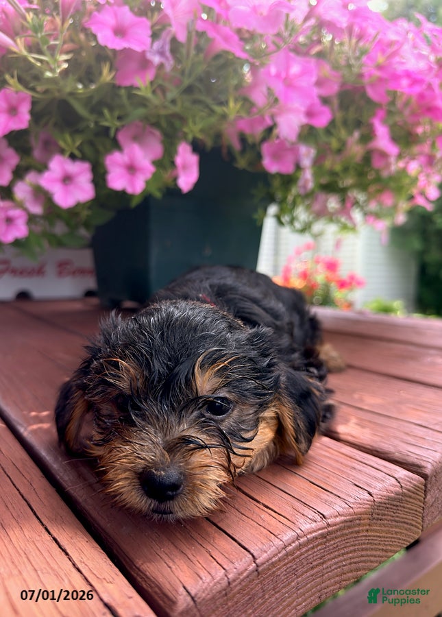 Shorkie dogs Max - Ad 2