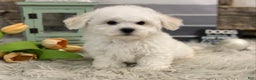 Bichon Frise dogs for sale: Ewing - Ad 3