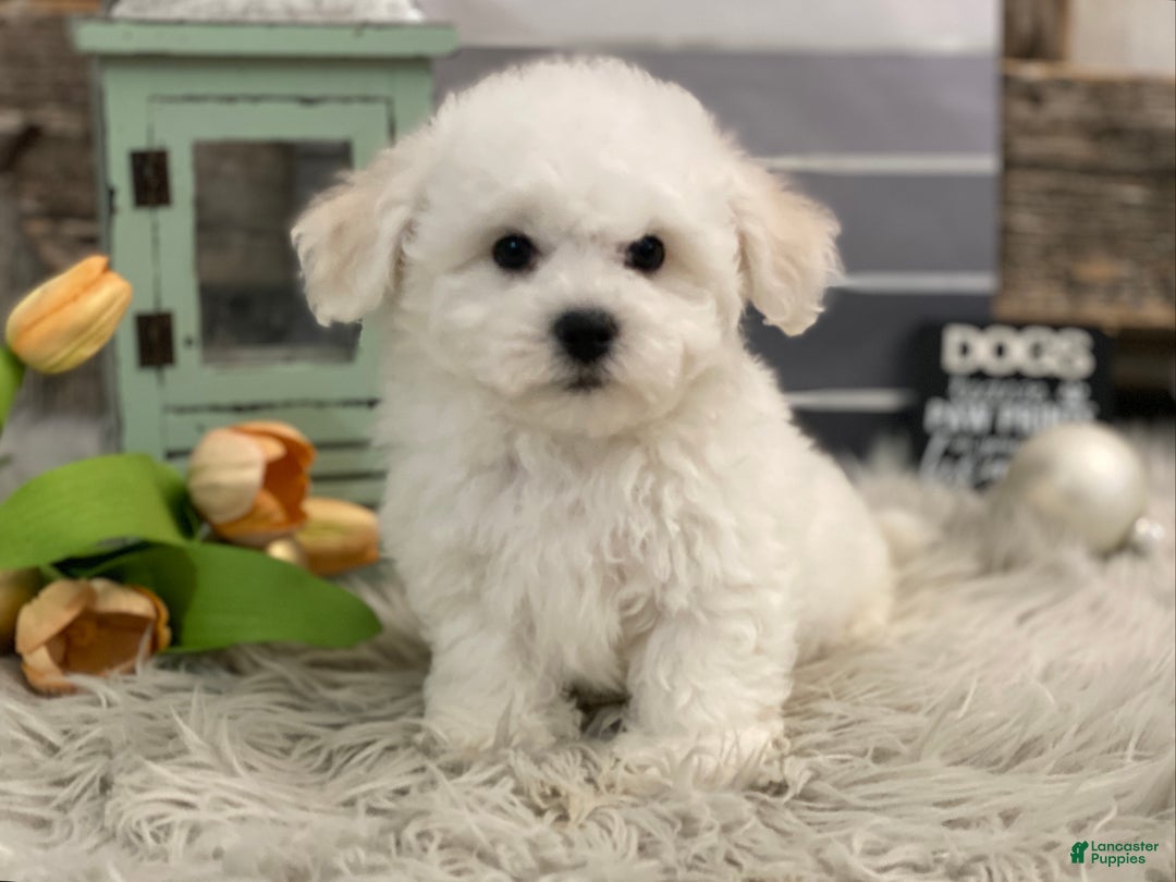 Bichon Frise dogs for sale: Ewing - Ad 3