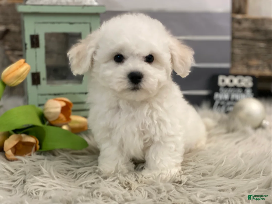 Bichon Frise dogs for sale: Ewing - Ad 3