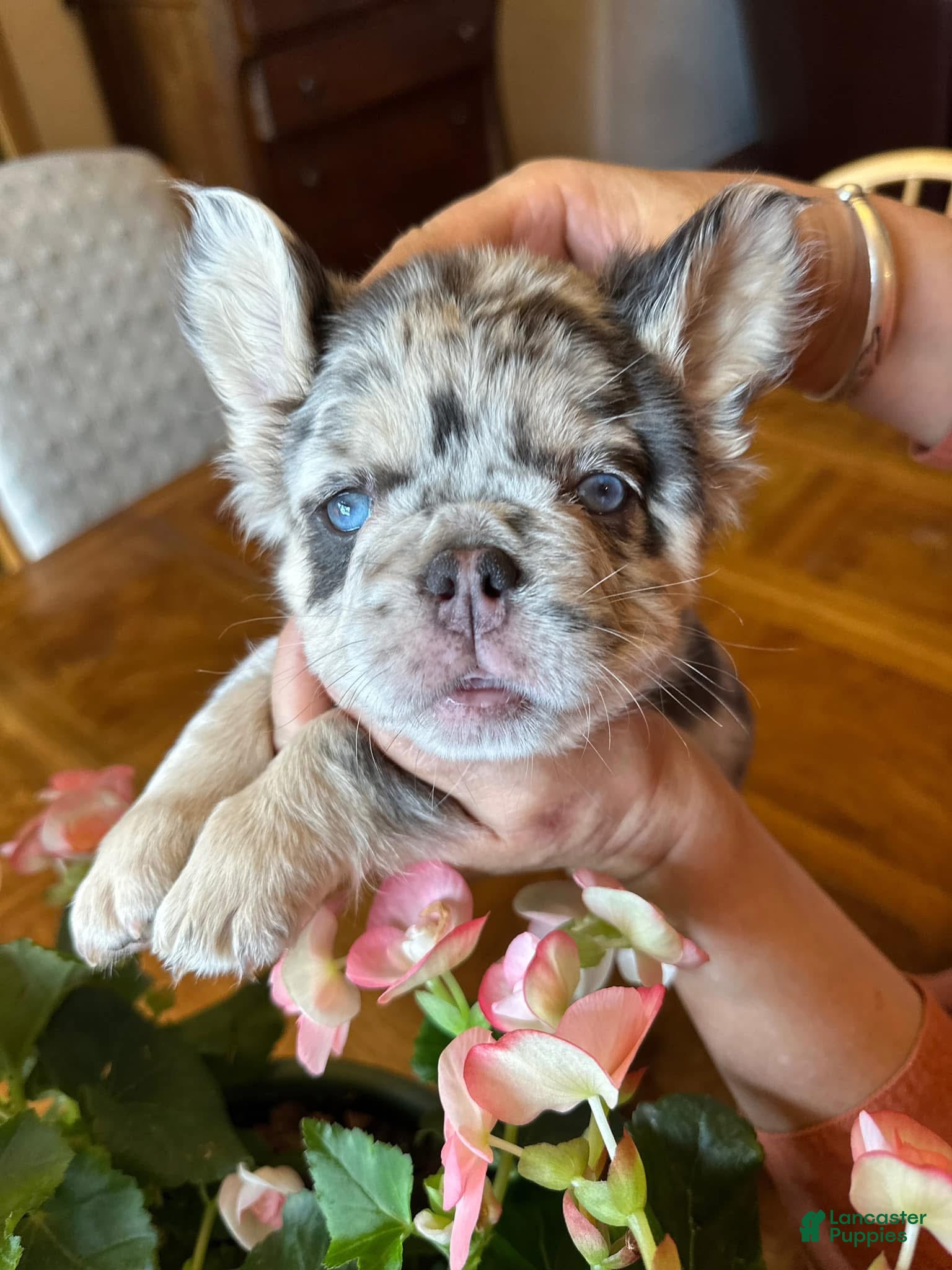 French Bulldog dogs French Bulldog Puppy 4 - Ad 16