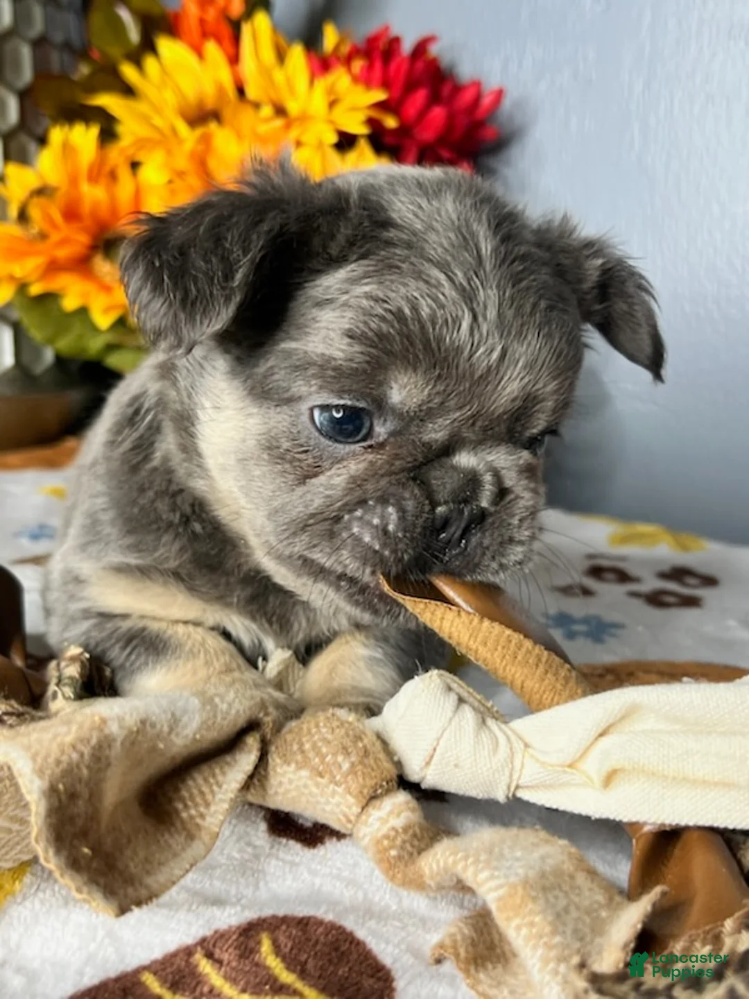 French Bulldog dogs for sale: Blue and Tan Full Fluffy Girl - Ad 2