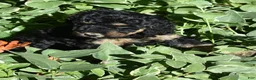 Standard Poodle dogs for sale: Standard Poodle 11 Black Phantom - Ad 6