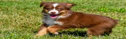Miniature Australian Shepherd dogs for sale: Nolan - Ad 7
